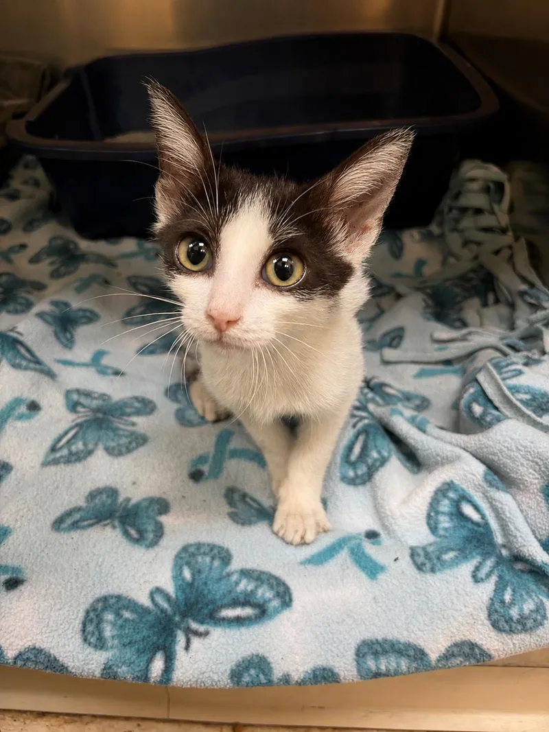 A baby medium-sized female Black & White / Tuxedo Domestic Short Hair cat named Twilight for adoption in Greensboro, NC