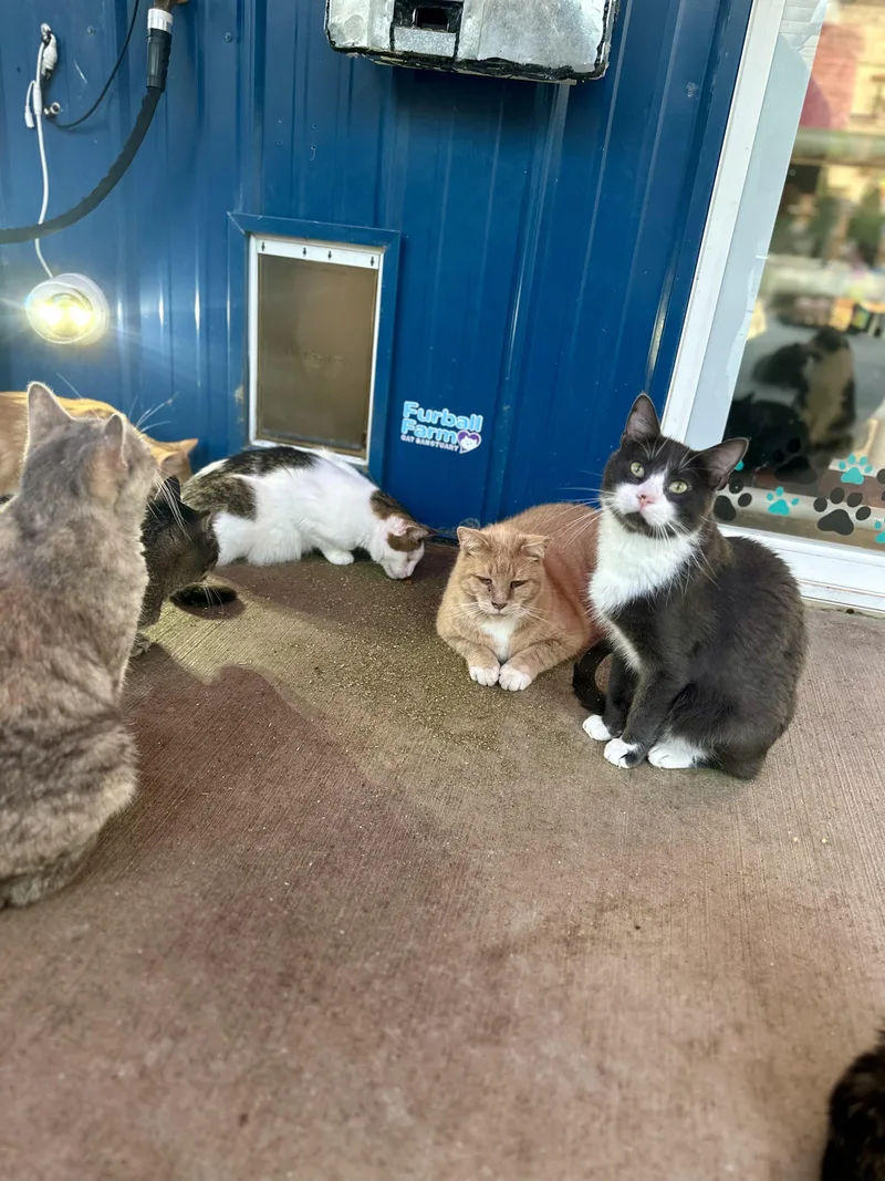 An adult medium-sized male Domestic Short Hair cat named Edwin for adoption in Faribault, MN