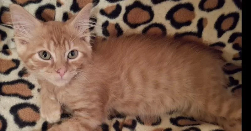 A baby small-sized male Domestic Short Hair cat named Luigi Mario King for adoption in Peoria, IL
