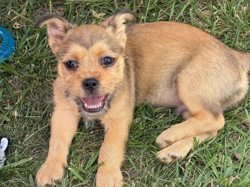 A baby small-sized female Yellow / Tan / Blond / Fawn Shih Tzu dog named Eddie for adoption in Greensboro, NC