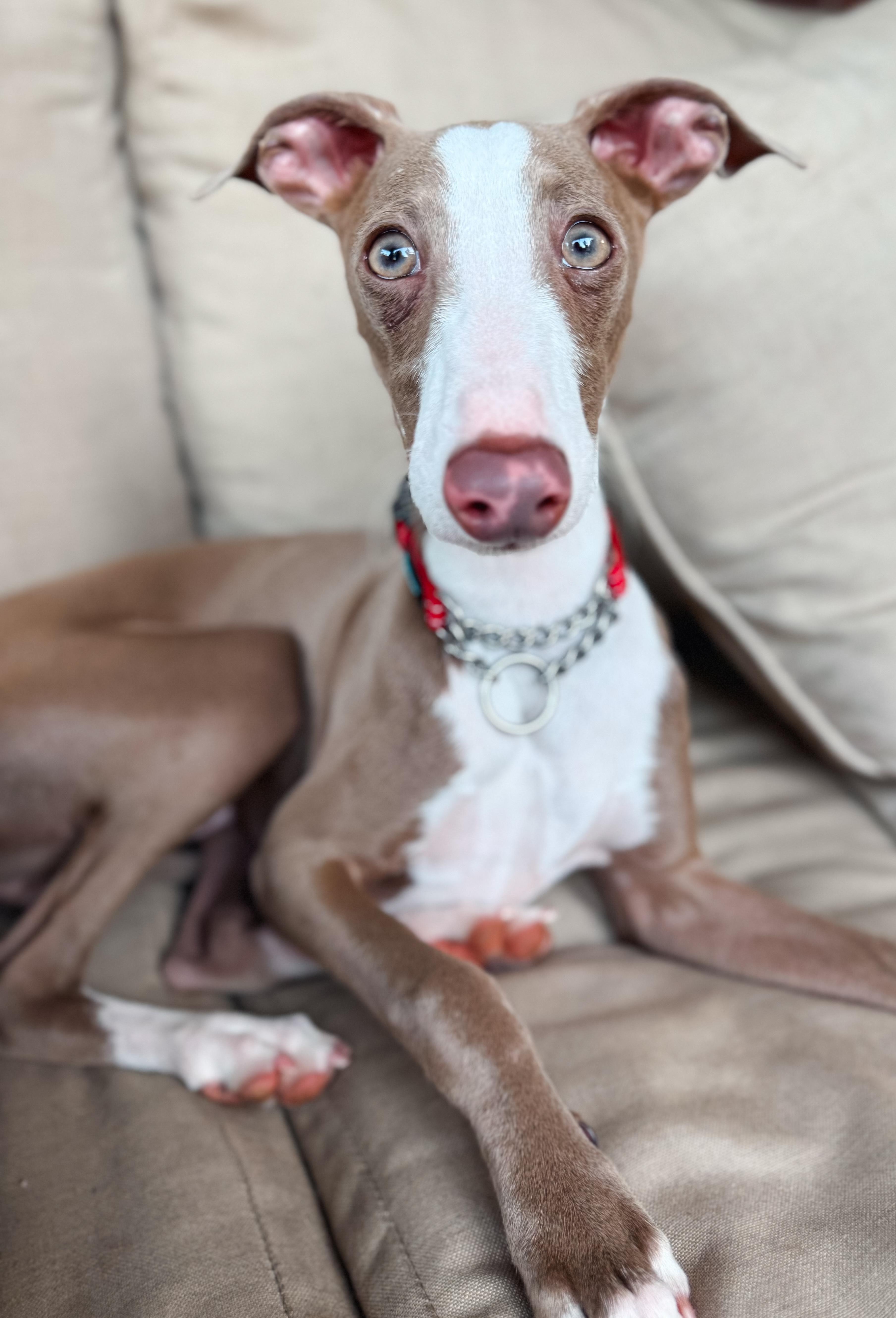 A baby small-sized male Yellow / Tan / Blond / Fawn Italian Greyhound dog named Hudson for adoption in Atlanta, GA