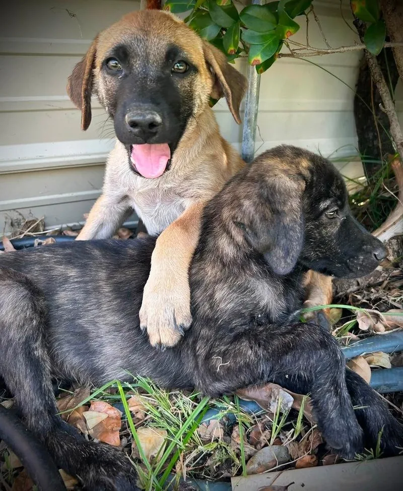 A baby medium-sized male Labrador Retriever dog named Ringo "COMING SOON" for adoption in Richardson, TX