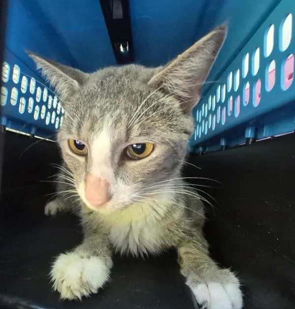 An adult small-sized male Domestic Short Hair cat named If for adoption in Lawrenceville, GA