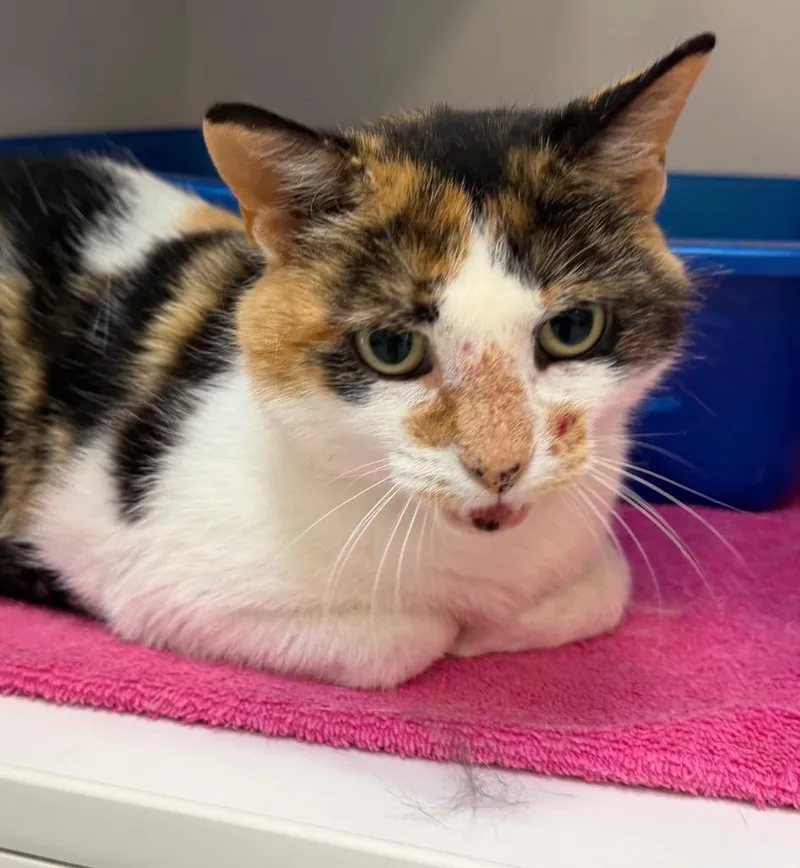 An adult medium-sized female Domestic Short Hair cat named Maggie for adoption in Columbia, IL