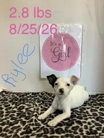 A baby small-sized female Rat Terrier dog named Rylee for adoption in Welling, OK