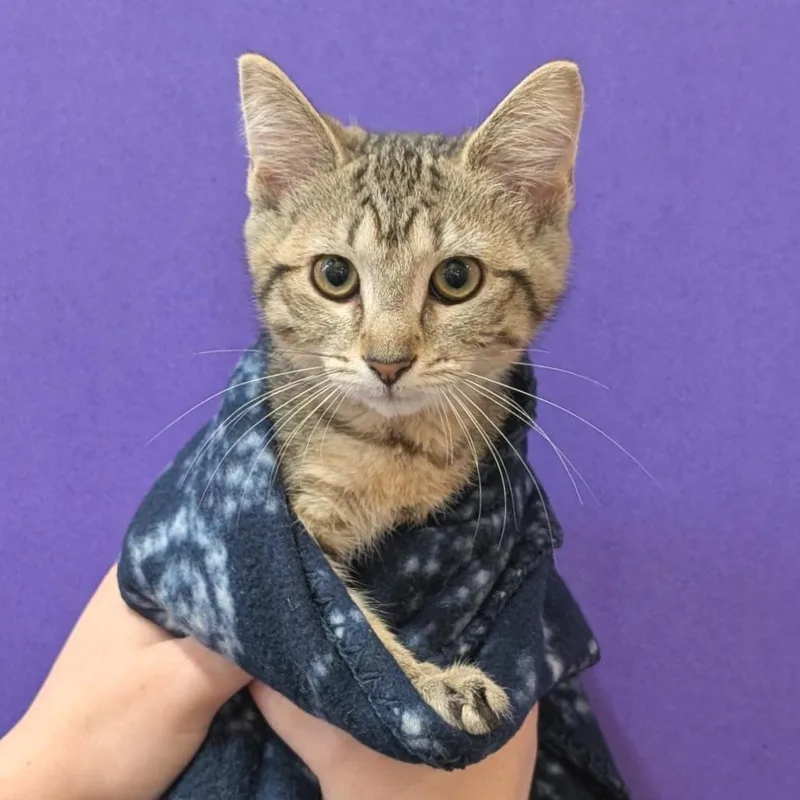 A baby small-sized female Brown / Chocolate Domestic Short Hair cat named Rapunzel for adoption in Washington Township, OH