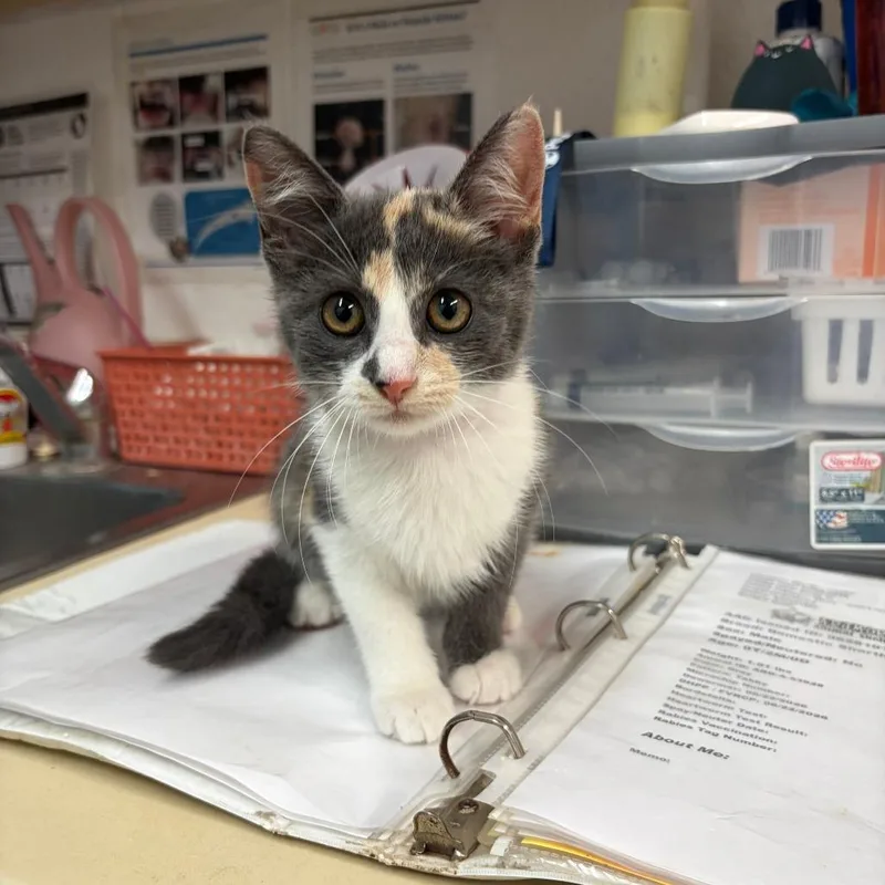 A baby small-sized female Orange / Red Domestic Short Hair cat named Peanut for adoption in Ardmore, OK