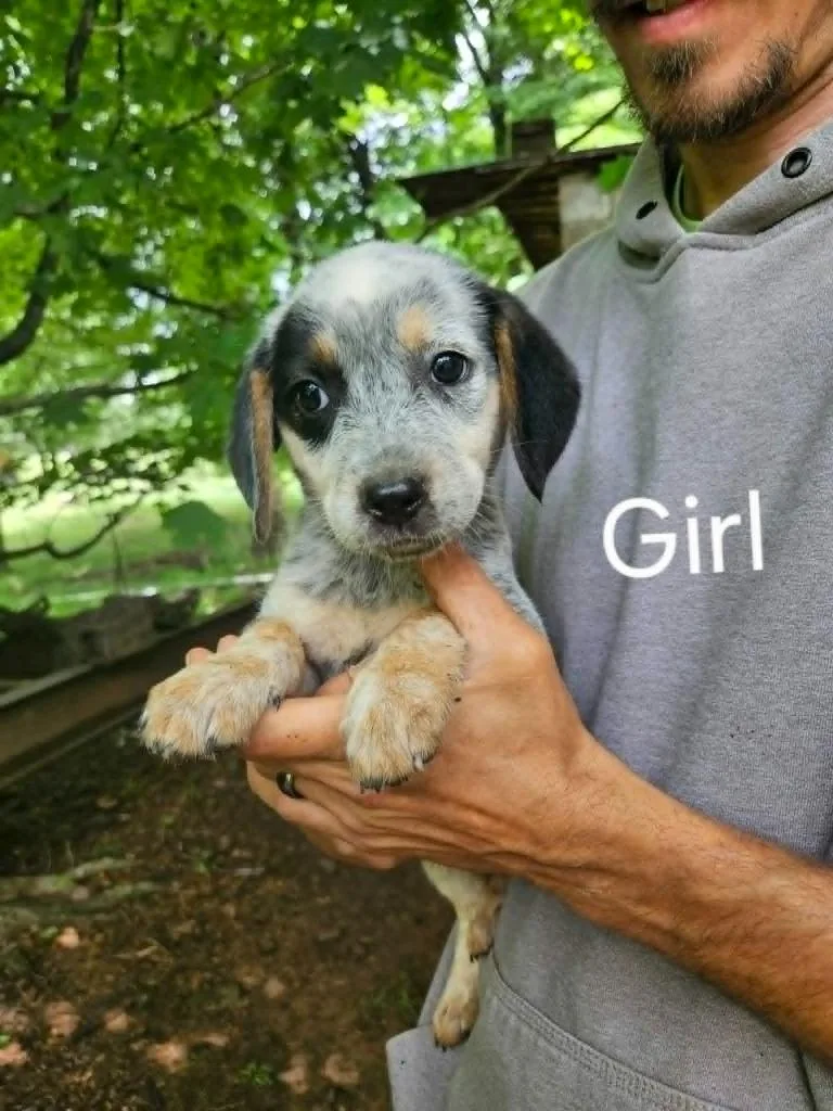 A young small-sized female Beagle dog named Clara for adoption in Newaygo, MI