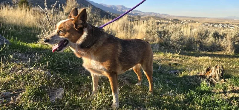 Milo