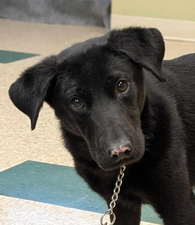 An adult medium-sized female Black Black Labrador Retriever dog named Omni for adoption in Hastings, NE