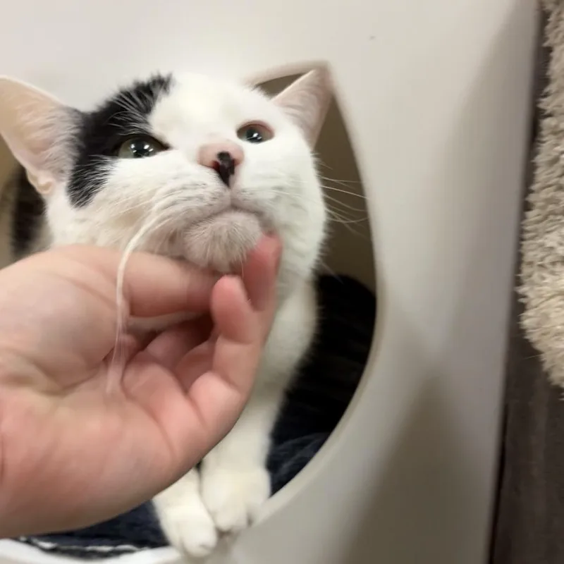 Tootsie thumbnail 3