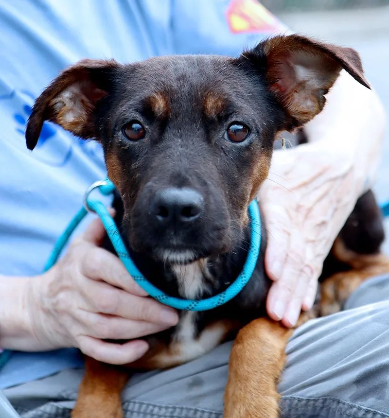 A young medium-sized female Black Terrier dog named Hazel for adoption in Kansas City, KS