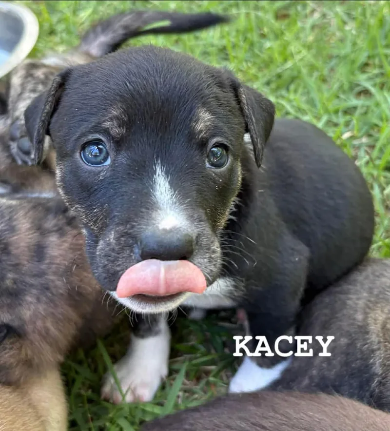 A baby medium-sized female Tricolor (Brown, Black, & White) Boxer dog named Kacey for adoption in Billerica, MA