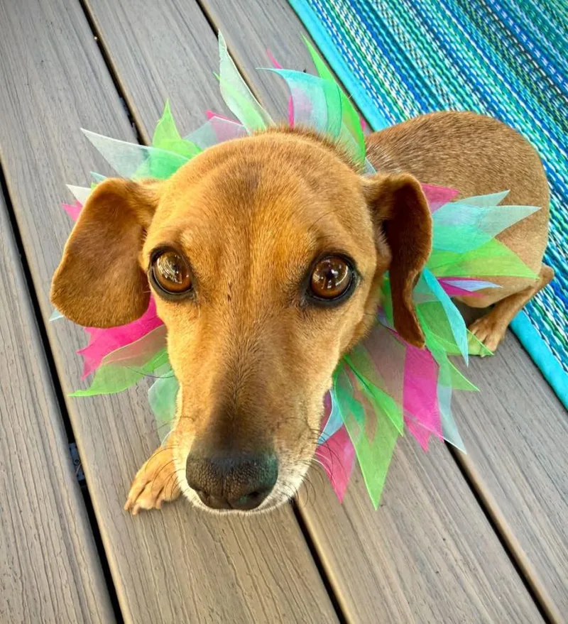 An adult small-sized male Chihuahua dog named Chippy for adoption in Seattle, WA