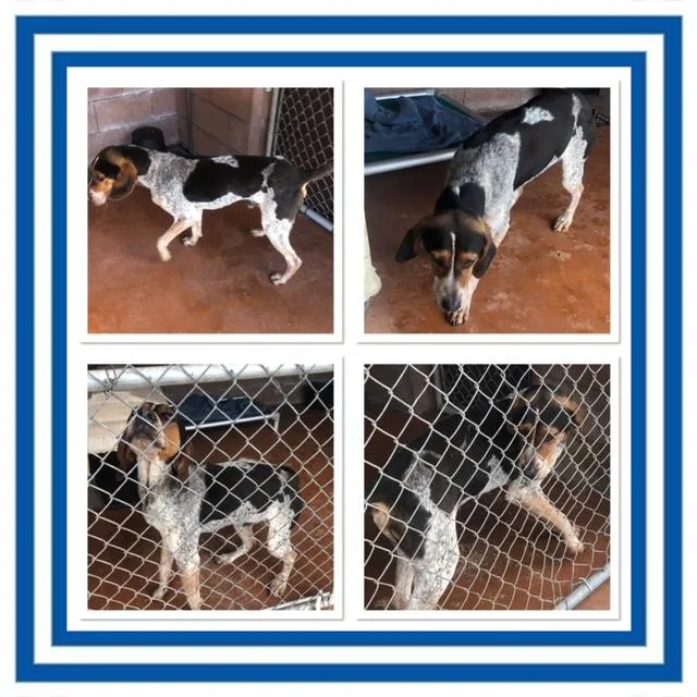 An adult medium-sized male Tricolor (Brown, Black, & White) Bluetick Coonhound dog named Ryder for adoption in Buckhannon, WV