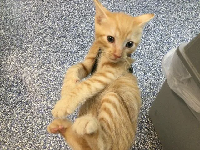 A baby small-sized male Domestic Short Hair cat named Hughey for adoption in Thousand Palms, CA