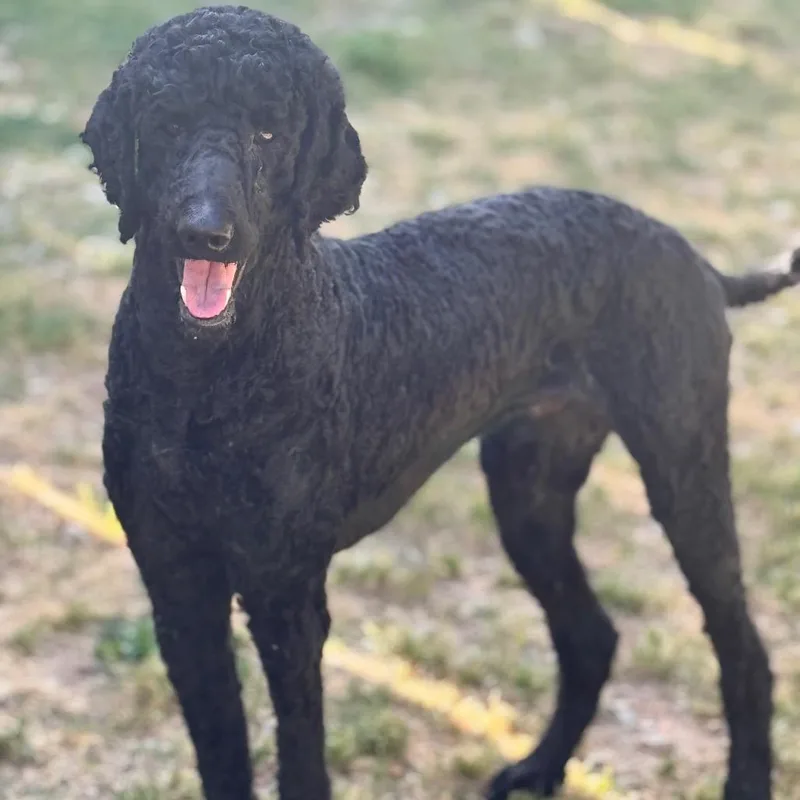 Belvedere thumbnail 2