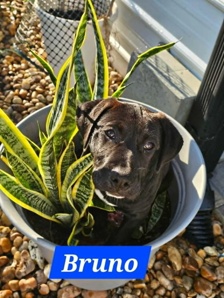 Bruno thumbnail 3