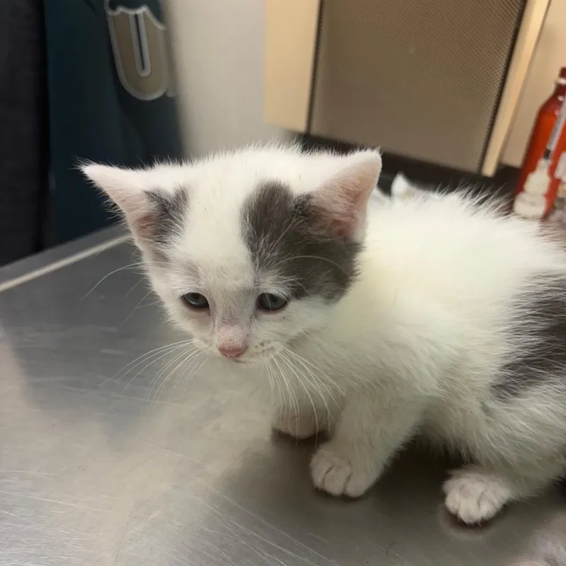 A baby small-sized male White Domestic Short Hair cat named Joseph for adoption in Pekin, IL