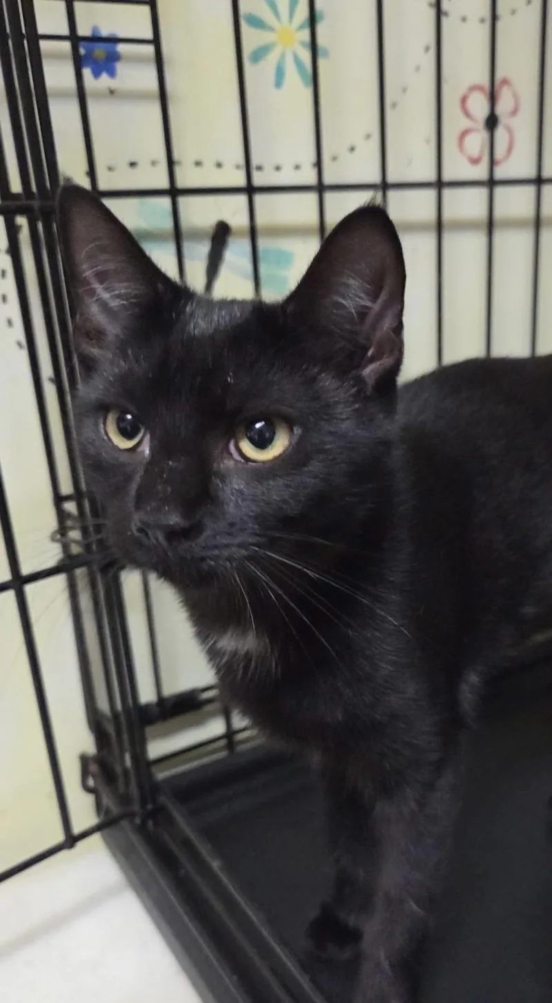 A baby medium-sized male Domestic Short Hair cat named Onyx Shewman for adoption in Stowe, PA