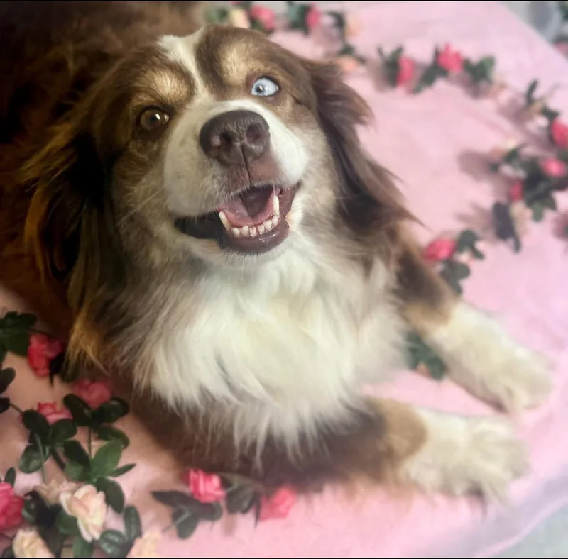 An adult medium-sized female Australian Shepherd dog named Athena for adoption in New Stanton, PA