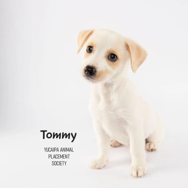 Tommy