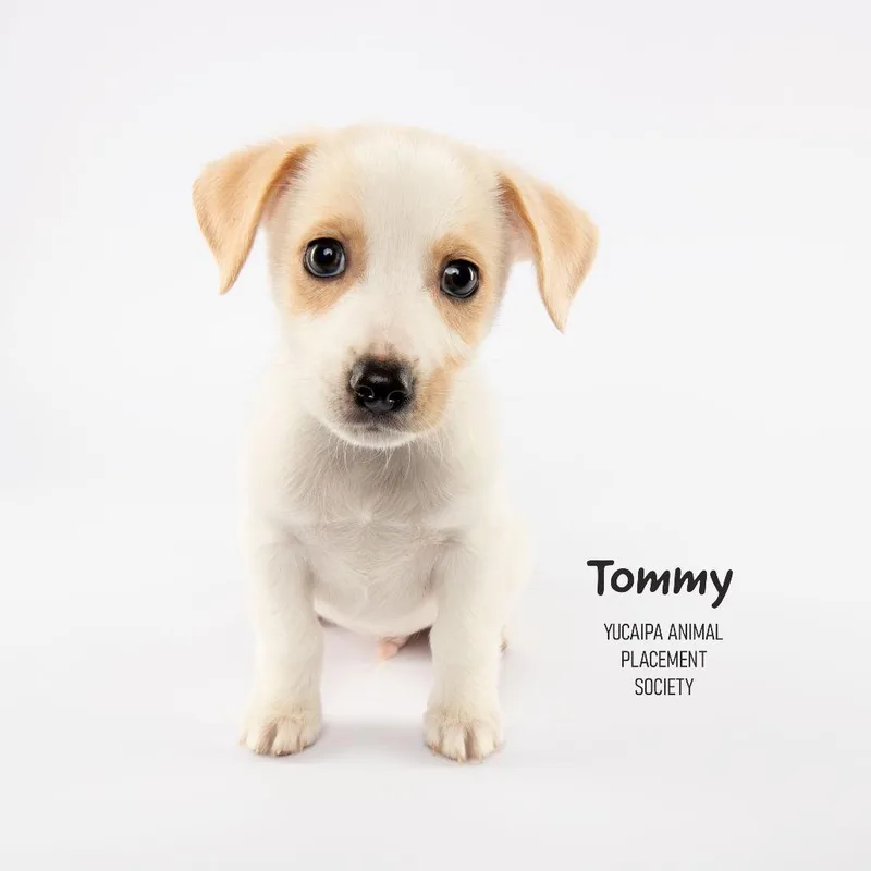 Tommy thumbnail 2