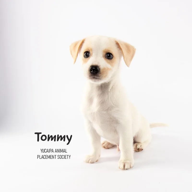 Tommy thumbnail 3