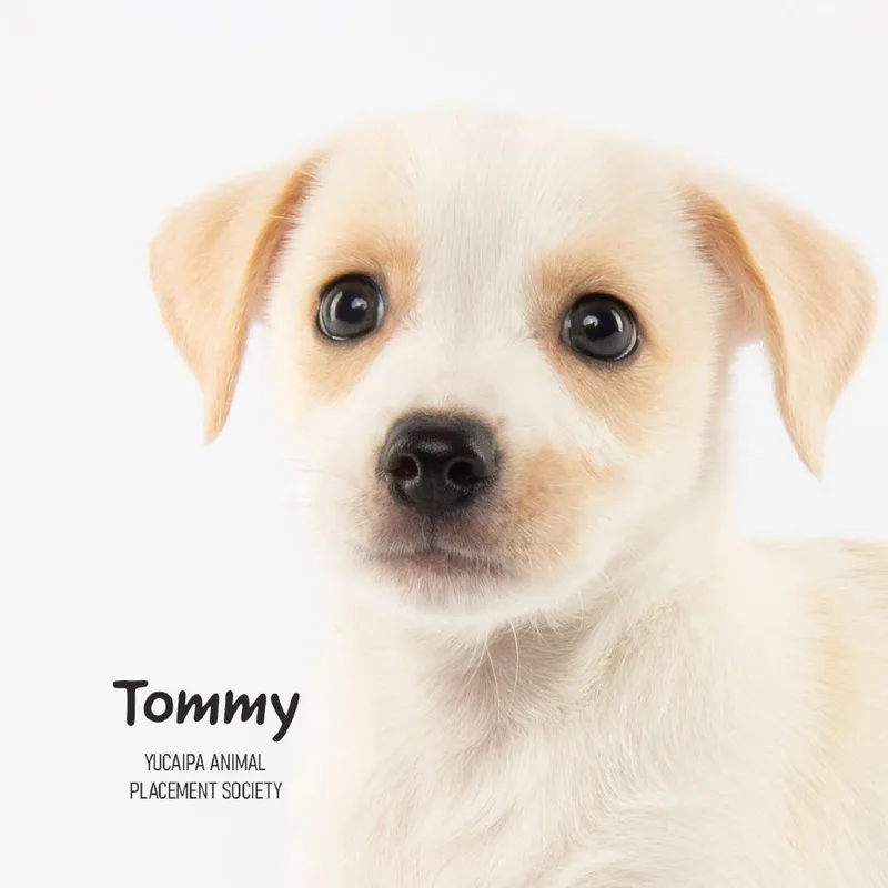 Tommy thumbnail 4