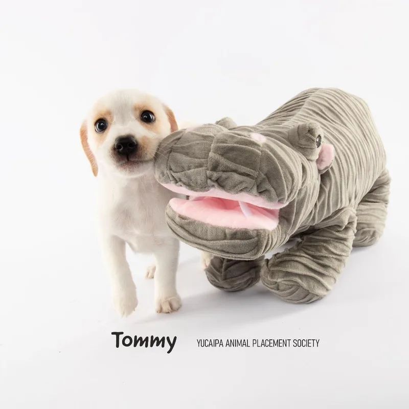 Tommy thumbnail 5