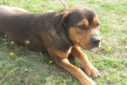 An adult medium-sized male Rottweiler dog named Mikey for adoption in West Memphis, AR