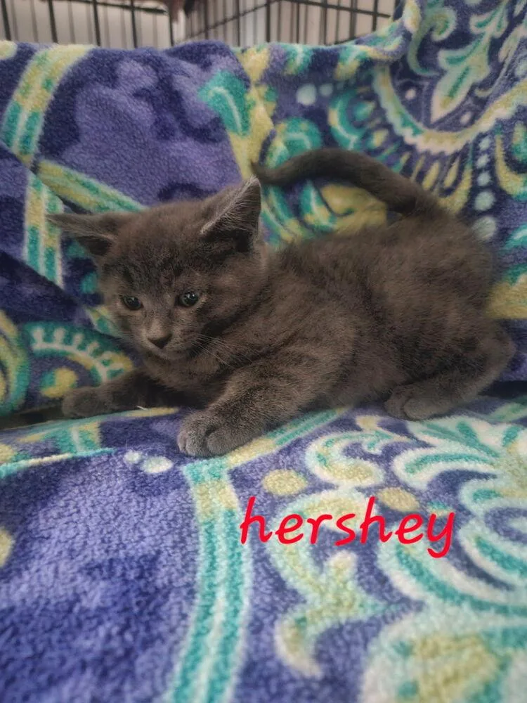 Hershey thumbnail 2