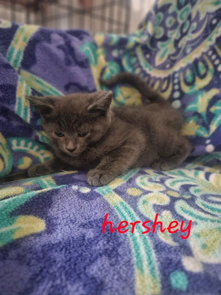 Hershey thumbnail 3