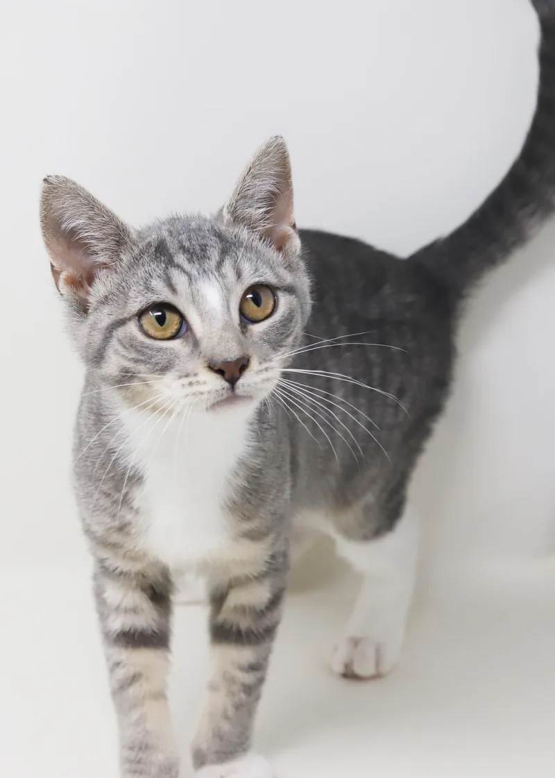 A baby small-sized female Tabby (Gray / Blue / Silver) Silver cat named Rachel is RIDICULOUSLY SWEET for adoption in Bedford Hills, NY