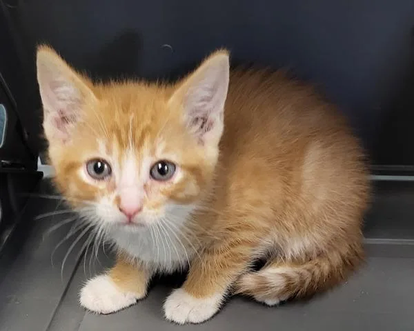 A baby small-sized male Domestic Short Hair cat named Sf  Frank for adoption in Lawrenceville, GA