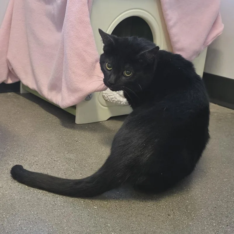 A senior medium-sized male Black Domestic Short Hair cat named Emmanuel for adoption in Fort Wayne, IN