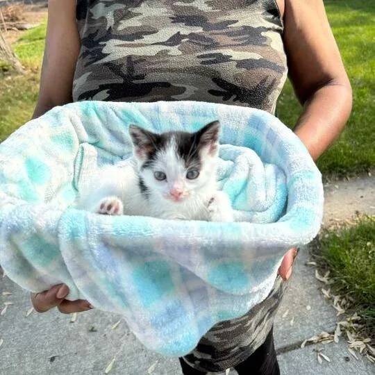 A baby medium-sized female Black & White / Tuxedo Domestic Short Hair cat named Penelope for adoption in Ypsilanti, MI
