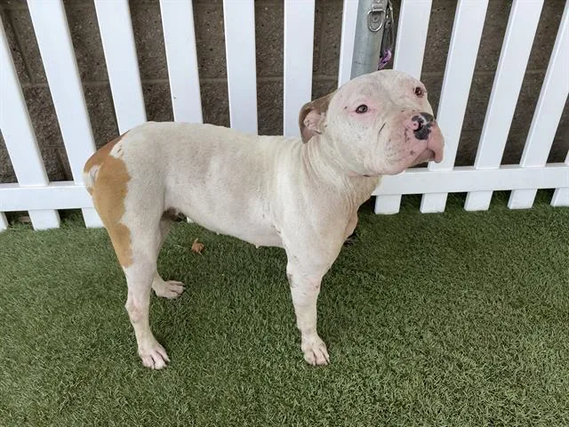 An adult large-sized female Pit Bull Terrier dog named Sadie for adoption in Modesto, CA