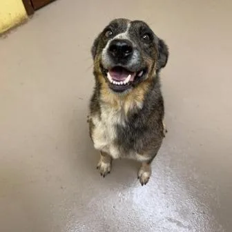 An adult medium-sized female Australian Cattle Dog / Blue Heeler dog named Hopscotch for adoption in Kennebunk, ME