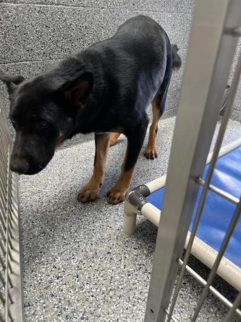 A young large-sized male German Shepherd Dog dog named Judo for adoption in Paradise, CA