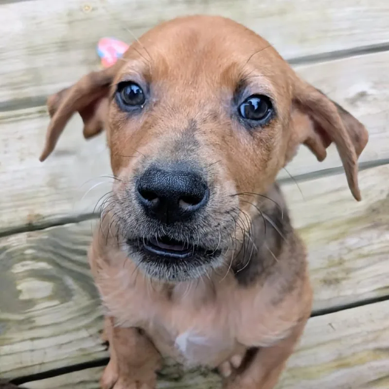 A baby medium-sized female Brown / Chocolate Mixed Breed dog named Sissy for adoption in Huntsville, AR