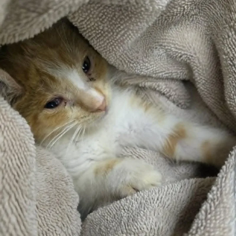 A baby small-sized female Orange / Red Domestic Medium Hair cat named McChicken C for adoption in Princeton, MN