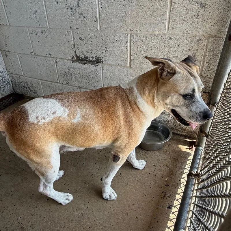 An adult medium-sized female White / Cream Shepherd dog named Muffin for adoption in Edinburg, TX