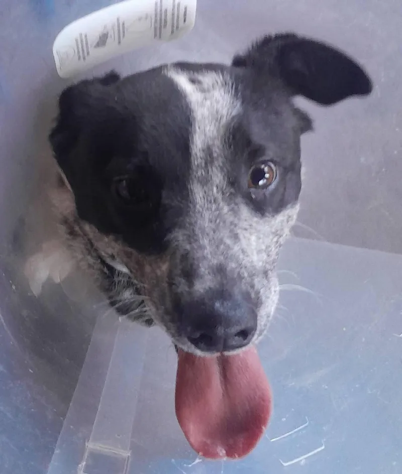 Shelby Puppy thumbnail 2