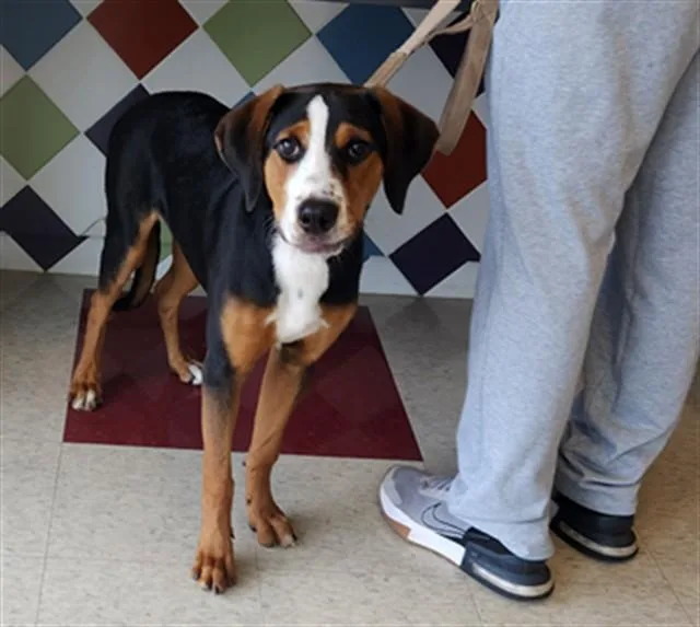A young medium-sized female Treeing Walker Coonhound dog named Dixie A for adoption in Plano, TX