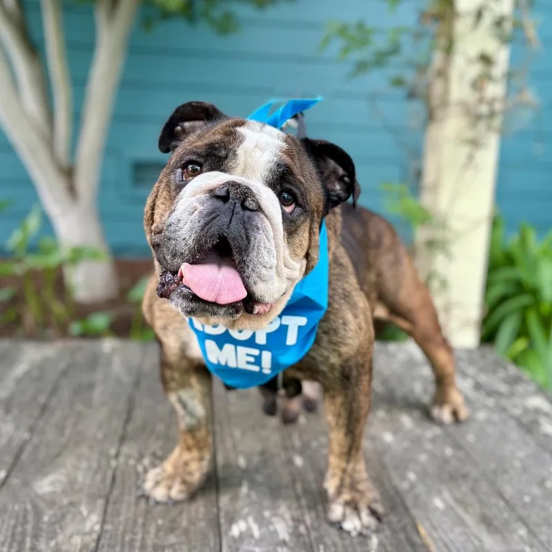 A senior small-sized female Brown / Chocolate English Bulldog dog named Gumdrop for adoption in Pacific Grove, CA
