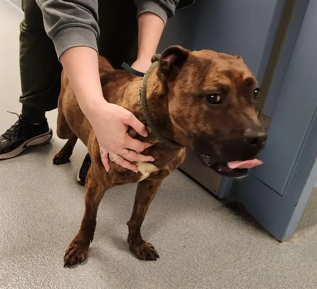 A young large-sized male Pit Bull Terrier dog named Mustard for adoption in St. Louis, MO
