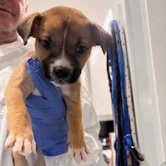 A baby small-sized female Pit Bull Terrier dog named Rolly for adoption in Los Angeles, CA