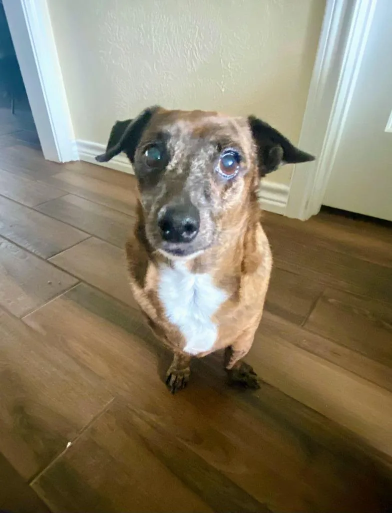 Hoppy Rubble thumbnail 2