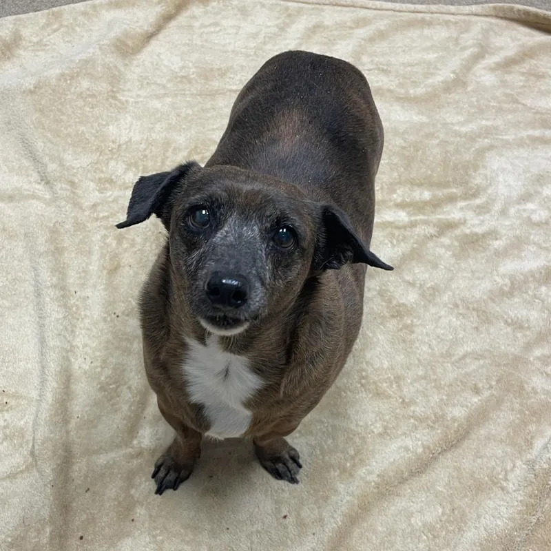 Hoppy Rubble thumbnail 4